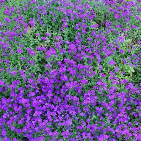 Am Reeti By Interhome *